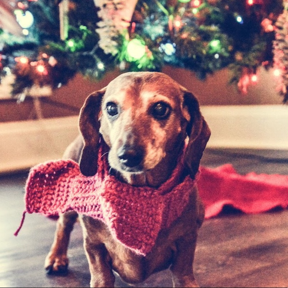 Meet your Posher, Caris